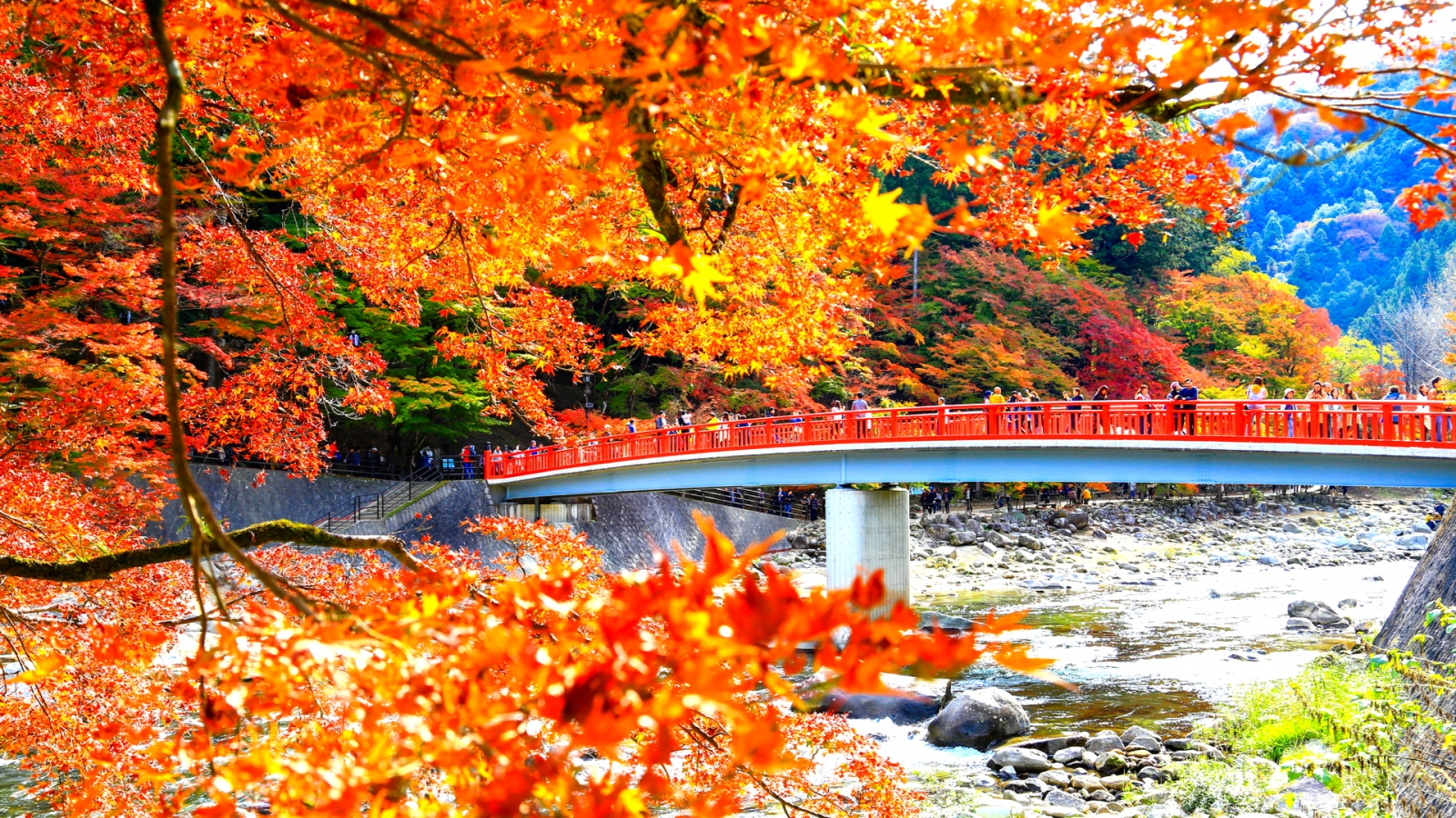 日本賞楓名所 – 豐田市香嵐溪11月紅葉盛況。