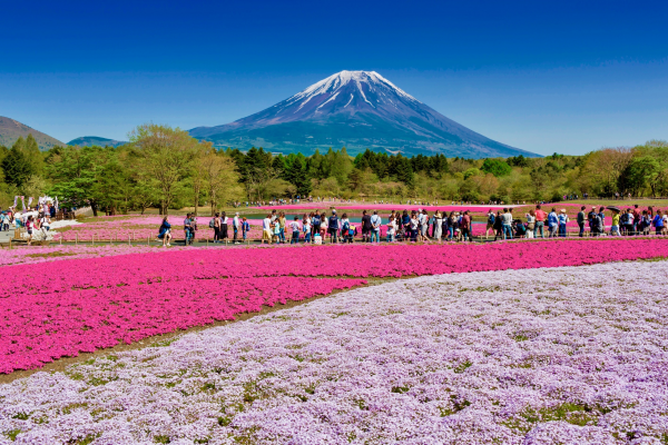 日本高爾夫經典行程特別團：4/16 賞芝櫻＋觀富士山